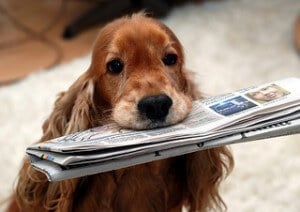 כלב מביא עיתון, אפשר לאלף כלב לביצוע משימות רבות