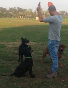 מאמן משחק עם כלב בחצר