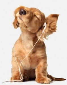 כלב חמוד מאזין למוסיקה