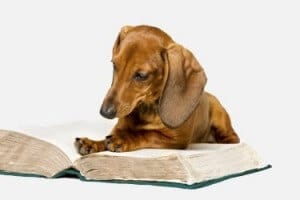 כלב קורא ספר ולומד בקורס אילוף