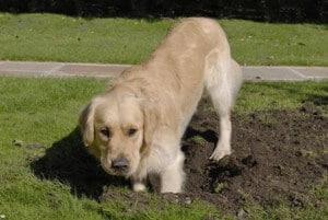 כלב חופר בור בגינת הבית