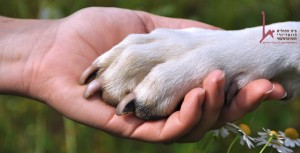 לחיצת יד של אדם וכלב, כלבנות טיפולית