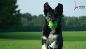 כלב שעבר אילוף אצל מאלף רץ להביא כדור