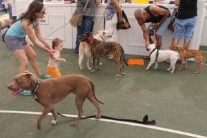 ילדים וכלבים משחקים ביחד