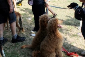 כלבים מגזעים שונים השתתפו ביום למען הכלב בתל אביב