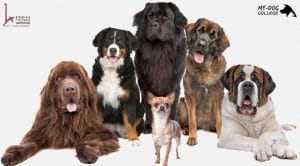 כלבים מגזעים שונים, לוגו מאי דוג, לוגו בי"ח ווטרינרי