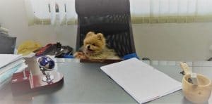 כלב יושב במשרד , מנהל החברה