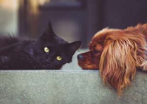 כלב קור ספניאל עם חתול שחור