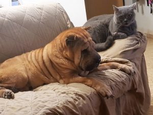 הכלבה צ'ילי של מירלה דה ליאון וחתול אפור על ספה
