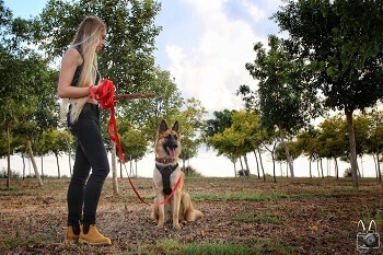 אנו מציעים אילוף כלבים במסגרת לימודי אילוף כלבים בצורה מקצועית ואיכותית תמונה מקורס אילוף מעשי, כלב זאב ותלמידה בחורשה