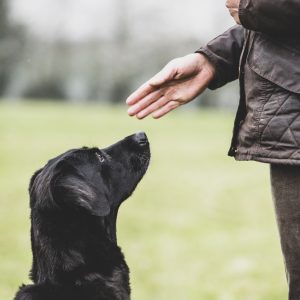 Close up of a dog trainer giving a hand command to Black Labrador dog.