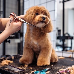 Haircut of a Maltipoo dog from a grooming salon. High quality photo