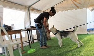 בקורס לומדים אילוף כלבים בגישה חיובית force free