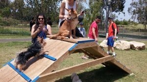 כלב לארס ראם וגורים משחקים על מתקן בגינת כלבים