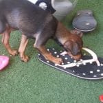 גור כלבים מתעניין בנעל ולידו מפתחות וצעצועים