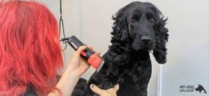 כלב מקבל תספורת ופינוק בבית ספר לספרות כלבים מאי דוג
