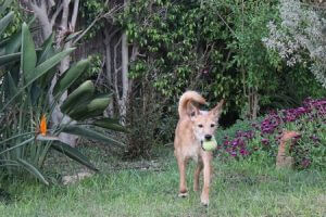 כלב משחק עם כדור על דשא, שיעור אילוף כלבים. לארס ראם