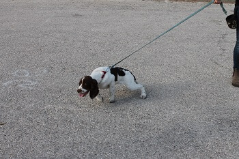 כלב מושך ברצועה בטיול בחוץ