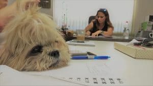 שולחן ישיבות במשרד עם כלב