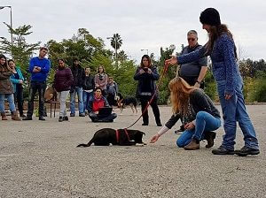 כלב ותלמידים בקורס לומדים אילוף כלבים בגישה טבעית nature way