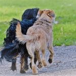 שני כלבים שעוזרים במחלקה בטיפול בעזרת כלבים