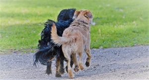 שני כלבים שעוזרים במחלקה בטיפול בעזרת כלבים