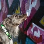 כלב מריח נקודות מפוזרות בשטח על הקיר
