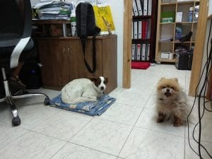 2 כלבים יושבים במשרד