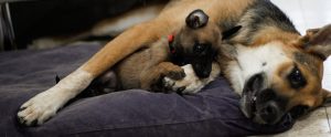 כלבה עם גור שוכבים על מיטת כלבים
