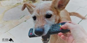 כלב מביא שלט טלויזיה לאדם, לארס ראם