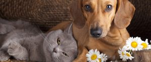 כלב וחתול מתרפקים עם פרחים