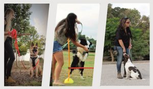 סטודנטים בקורס מאלפי כלבים נותנים שיעורי אילוף וסדנאות אילוף כלבים