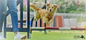 כלב באימון ספורט כלבני, אג'יליטי
