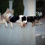 3 כלבים נשענים על גדר ומסתכלים החוצה וילדה הולכת ברחוב