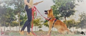 מאי דוג קולג' אילוף כלבים כלב תופס מקל בפארק