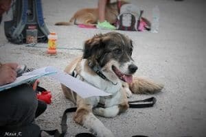 סטודנטית וכלב בשיעור אילוף כלבים מאי דוג קולג'