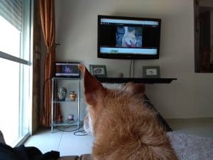 כלב צופה בטלויזיה בסרטון לימודי אילוף של מאי דג