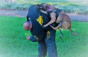 כלב שמירה קופץ על פולש בשיעור מעשי קורס מאי דוג